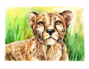 Cheetah watercolor.Illustration of  muzzle or portrait on  wheat field.