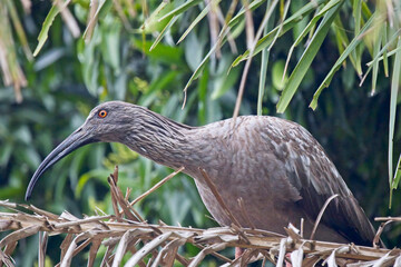 Plumbeous Ibis (Theristicus caerulescens) in a palm tree, Pouso Alegre, Mato Grosso, Brazil