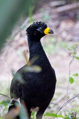 Bare-faced Curassow (Crax fasciolata), portrait of a male, Pouso Alegre, Mato Grosso, Brazil.