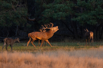 Red deer, cervus elaphus, roaring on pasture in autumn sunset light. Wild stag bellowing on meadow iin fall golden hour. Antlered mammal walking on field in rutting season.