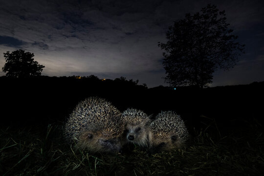 hedgehog