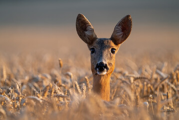 Roe deer, capreolus capreolus, doe peeking from wheat on a field in summer. Head of female wild...