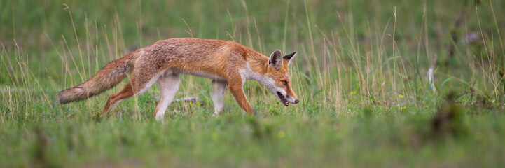 Red fox, vulpes vulpes, sniffing on grassland in summer with copy space. Orange predator walking on meadow in panoramic shot. Wild mammal chasing on green field.