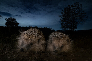 hedgehog