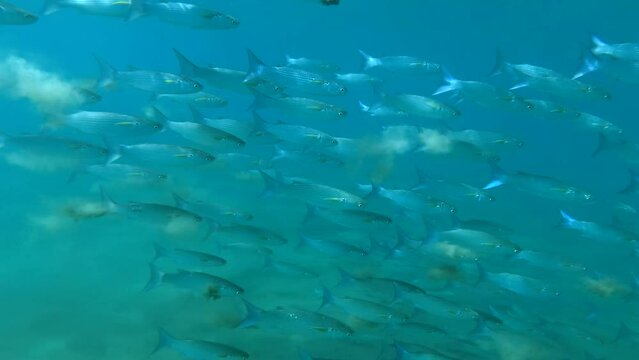 Slow motion, Large school of Mullet fish swim in shallow water between the sandy bottom and the surface on blue water in the bright sunlight