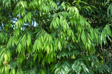 Green Leaves background, Vertical with tropical green leaf tree for background.