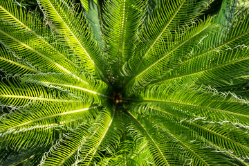 Ancient Cycad plant or Sago Palm Green Leaves background, Cycad Green Leaves tropical green leaf tree for background.