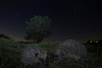 hedgehog