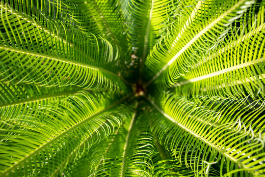 Ancient Cycad plant or Sago Palm Green Leaves background, Cycad Green Leaves tropical green leaf tree for background.