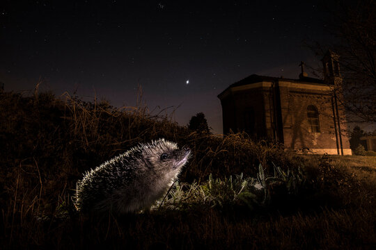 hedgehog