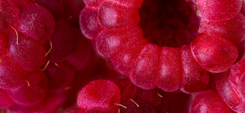 Fresh Raspberries Close Up, Macro