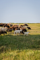 herd of sheep and goats grazing in green meadow under clear sky.