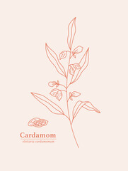 Hand drawn branch and fruit of Cardamom on light background. Herbal with Latin Name Elettaria Cardamomum.