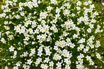 Irish moss flowers background.