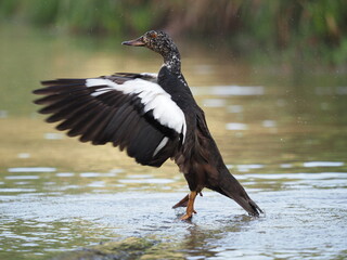 White-winged duck or white-winged wood duck (Asarcornis scutulata)