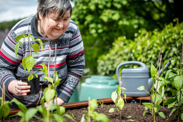 a mentally handicapped woman plants peppers seedlings in a raised bed
