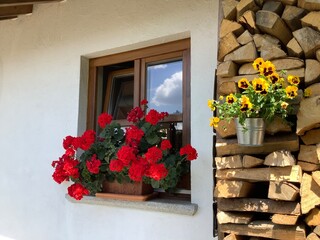 Fototapeta na wymiar Üppig blühende Geranien Blumen am Fenster eines bayerischen Bauernhauses mit Stiefmütterchen an Brennholzstapel