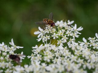 bee sucking nectar on white flower
