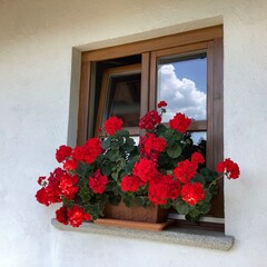 Üppig blühende Geranien Blumen an einem Fenster aus Holz in einem  oberbayerischen Bauernhaus,...