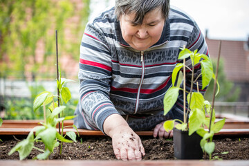 a mentally handicapped woman plants peppers seedlings in a raised bed