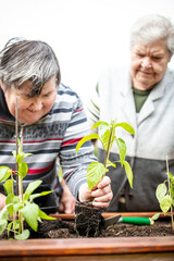 senior mother and her mentally handicapped daughter planting young bell pepper seedlings