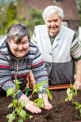 senior mother and her mentally handicapped daughter planting young bell pepper seedlings