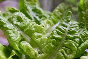 Green fresh lettuce leaves as a close up