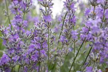 Purple Lavender flowers in the summer garden. Natural blurred floral background. Lavender field
