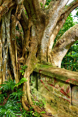 Closeup of an abandoned mountain road in a rainforest. Native indigenous forests of Oahu near the old Pali Highway Crossing in Hawaii. Overgrown wilderness in a mysterious hiking trail landscape