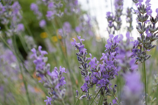 Purple Lavender flowers in the summer garden. Natural blurred floral background. Lavender field