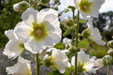 White mallow malva flowers in the summer garden. Close up of white hollyhock against the sun