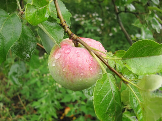 An apple on a branch. Harvest in the garden. Green background. Apple with red background. Water drops