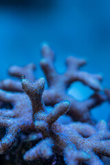 marine aquarium, coral reef
