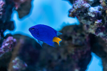 marine aquarium, coral reef