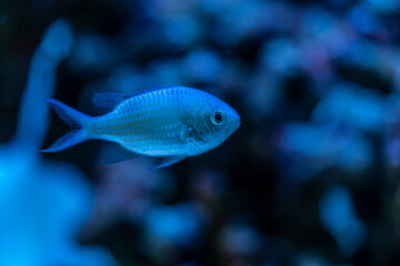 marine aquarium, coral reef