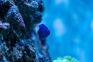marine aquarium, coral reef