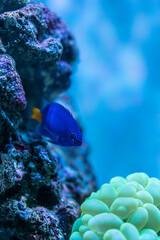 marine aquarium, coral reef