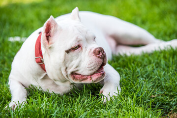 American Bully puppy dog lies on green grass