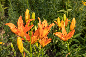 Orange lily in the summer garden. Close-up of lily flowers. Natural floral background. 