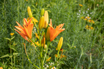 Orange lily in the summer garden. Close-up of lily flowers. Natural floral background. 