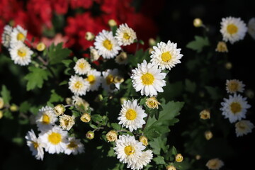 日本の秋の庭に咲く白いスプレーギクの花