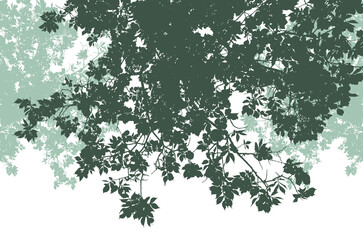 Silhouettes of branches with foliage on a white background. Vector realistic monochrome illustration of an elm tree.