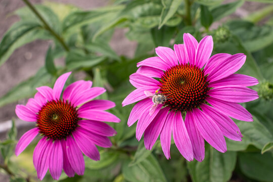 Pink echinacea flowers with bee in the summer herbal garden. Beautiful natural floral background with medicinal plant. Close up, selective focus 
