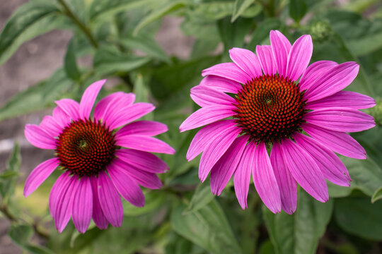 Pink echinacea flowers in the summer herbal garden. Beautiful natural floral background with medicinal plant. Close up