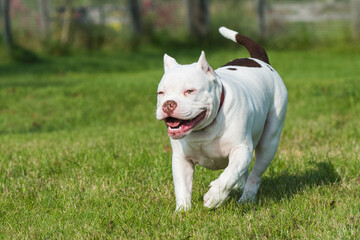 American Bully puppy dog in move on grass