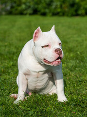 American Bully puppy dog sitting on green grass