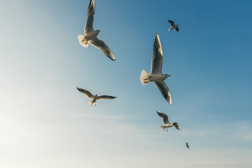 Seagulls flying high in the wind against the blue sky and white clouds, a flock of white birds