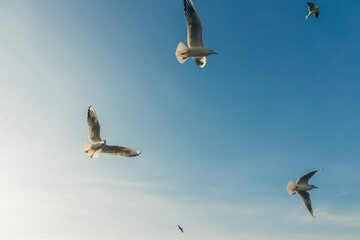 Seagulls flying high in the wind against the blue sky and white clouds, a flock of white birds