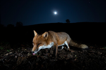 Fox