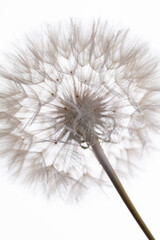 Abstract dandelion macro flower background. Seed macro closeup. Soft focus